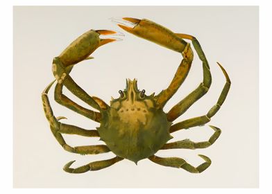 Spider Crab