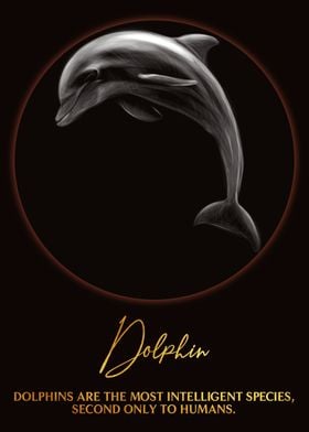 Dolphin