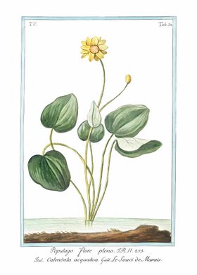 Marsh Marigold