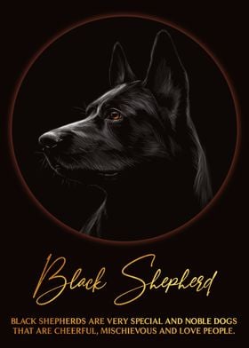 Black Shepherd