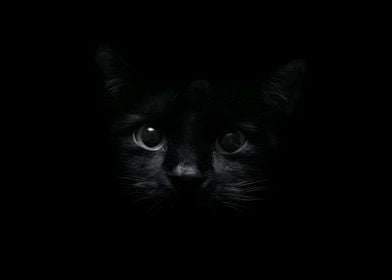 Black Cat