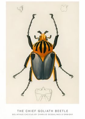 The Chief Goliath Beetle