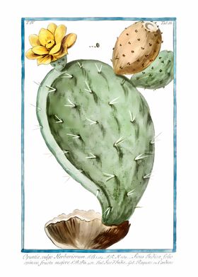 Prickly Pear Cactus