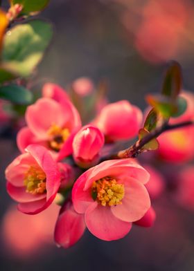 Pink flowers spring garden