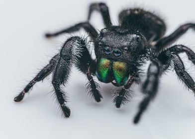 Phidippus regius male