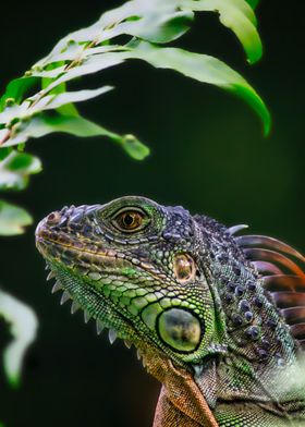 Iguana