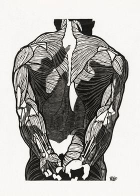 Anatomical study of a man