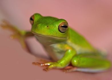 Green tree frog