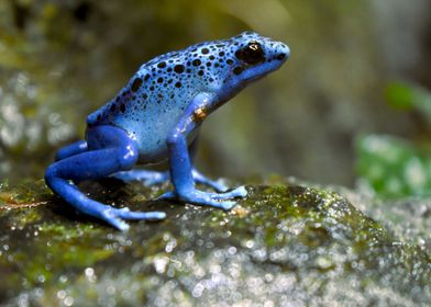 Azureus frog