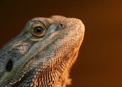 Pogona