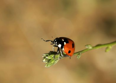 Ladybug