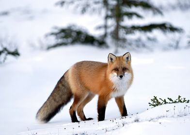 Fox