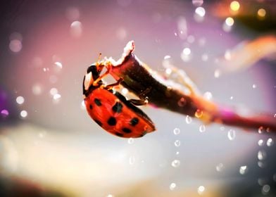 Ladybug