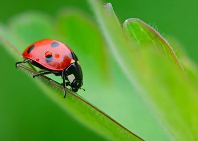 Ladybug