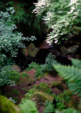 Emerald Canopy