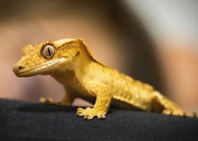 Crested gecko