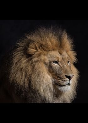 Lion King Mufasa