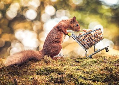 Red Squirrel Shopping