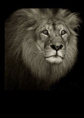 Vintage  Majestic Lion 