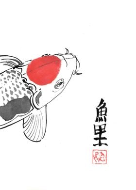 carp koi close up