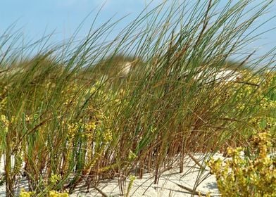 Grass in the sandy dunes