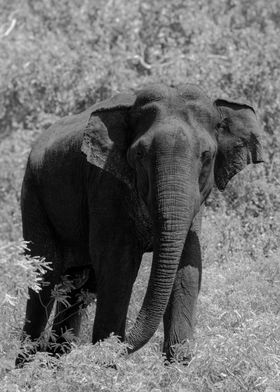 Mighty Savannah Elephant