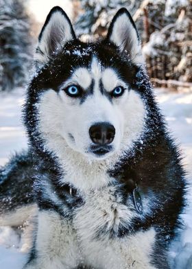 dog in winter