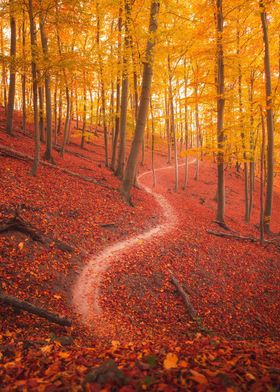 autumnal scene forest