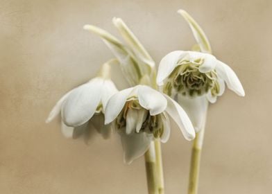 White spring snowdrops