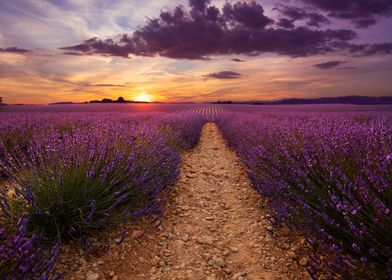Sunset over Lavender Field