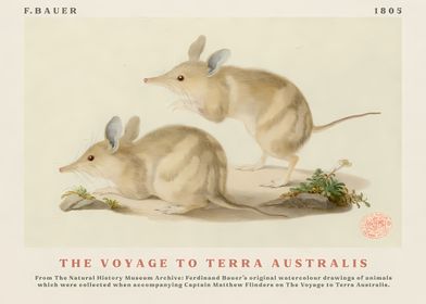 Bandicoots from The Voyage