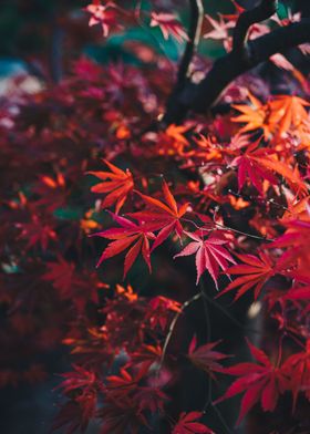 Red leaves acer japonica