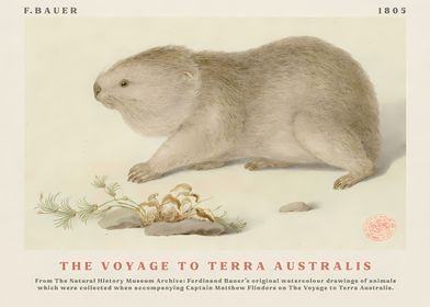 Wombat from The Voyage