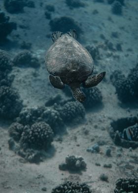 swimming turtle cute