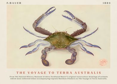 Crab from The Voyage