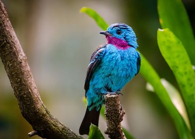 Spangled Cotinga