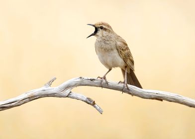 Rufous songlark