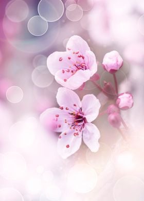 Pink cherry blossom garden