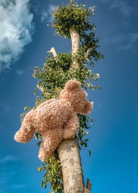 teddy bear climbing tree