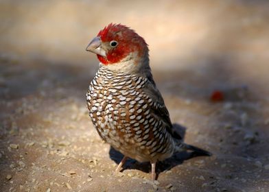 Red Headed Finch