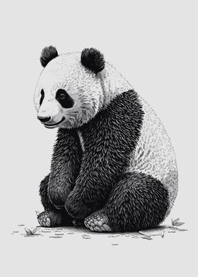 Black and white Panda