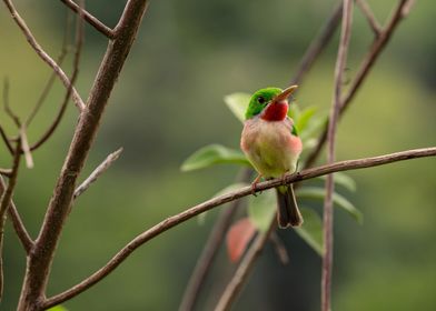 Broad Billed Tody