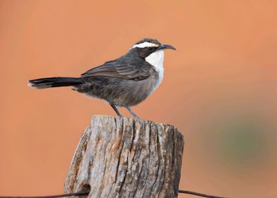 White Browed Babbler