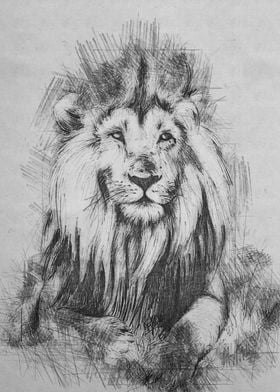 Lion pencil sketch