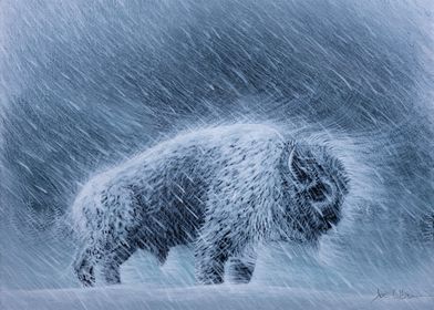 Winter Buffalo