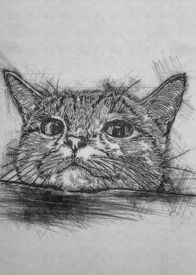 Cat pencil sketch