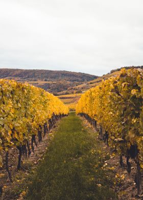 Golden Vine Corridor