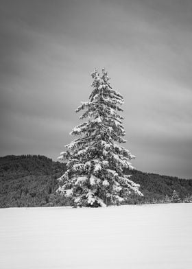 Christmas fir in the snow