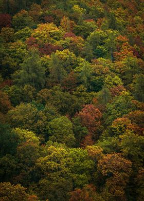 Autumn trees