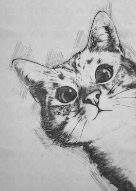 Cat pencil sketch